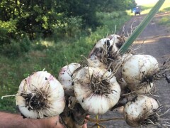 labus_farm_photo (7)