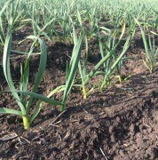 labus_farm_photo (5)